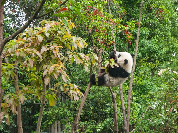 Comment organiser un camping pour observer les pandas géants en Chine?